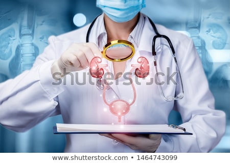 Zdjęcia stock: Urinary Bladder And Kidneys