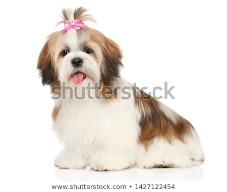 Stock photo: Shihtzu In Studio