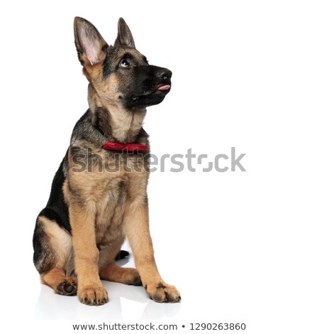 Foto stock: Curious German Shepard With Red Bowtie And Tongue Exposed