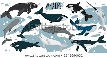 Stock fotó: Vector Set Of Whale