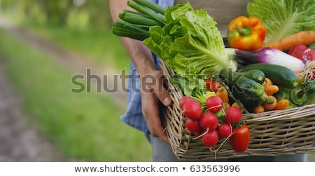 [[stock_photo]]: Freshly Grown Raw Vegetables