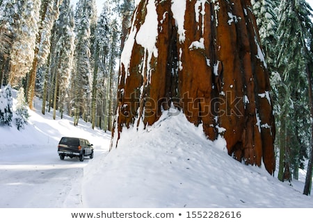 Сток-фото: Tall And Big Sequoias In Beautiful Sequoia National Park