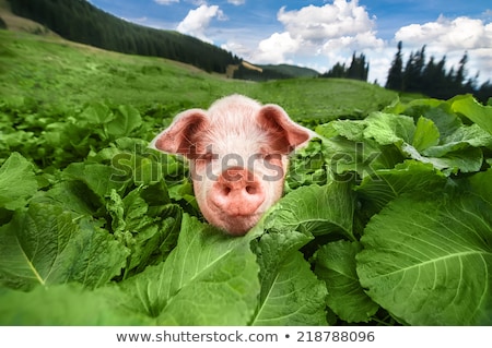 Stock photo: Cute Pig Grazing At Summer Meadow At Mountains Pasturage