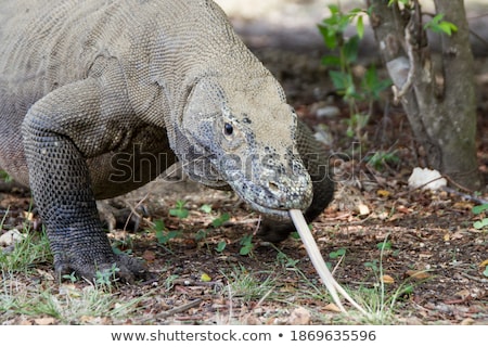 Foto stock: Big Brown Lizard