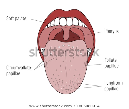 Stock photo: Human Tongue Lingual Papillae And Taste Bud