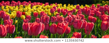 Foto stock: Sunlight On Fields Of Tulips Flowers