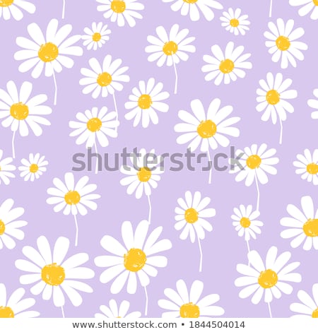 Zdjęcia stock: Purple Daisy Flower Petals In Bloom Abstract Floral Blossom Art