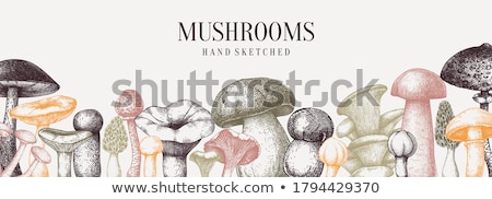 [[stock_photo]]: Edible Mushroom