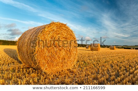 [[stock_photo]]: Harvest Time In England