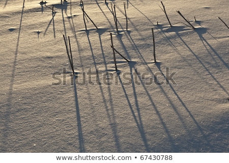 Stok fotoğraf: Shadow Of Halm On Snow Covered Field