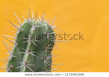 Сток-фото: Flowers And Thorns Cactus Closeup