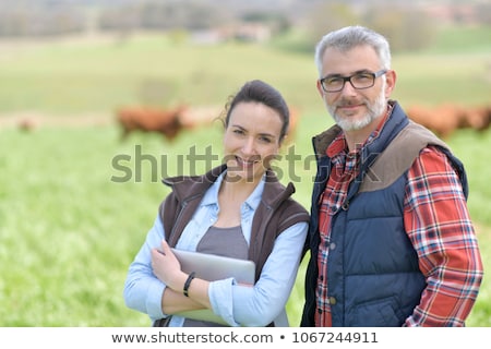 Stock fotó: Cows Couple