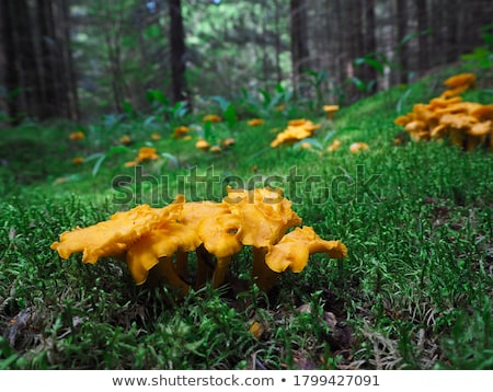 Stock fotó: Edible Mushroom Closeup