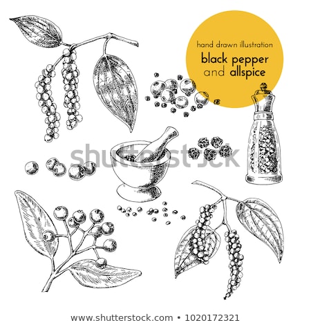 商業照片: Flower Of Black Pepper