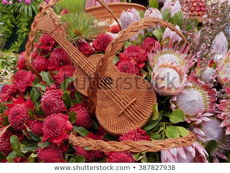 ストックフォト: Pink Flowers On Madeira