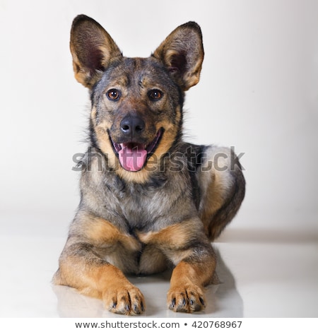 Foto stock: Funny Ears Mixed Breed Brown Dog In Black Studio Background