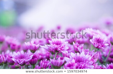 Stock photo: Purple Flowers And Sprinkler