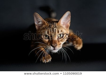Stok fotoğraf: The Cat Hunts