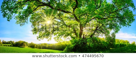 Trees In Meadow With Sun Foto stock © Smileus