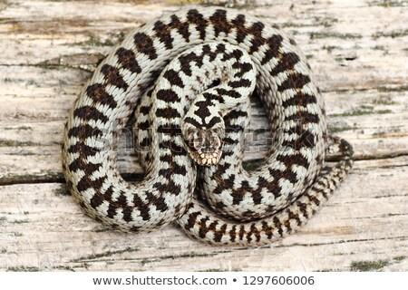 Foto stock: Male Common Adder Basking Abandoned On Wood Plank