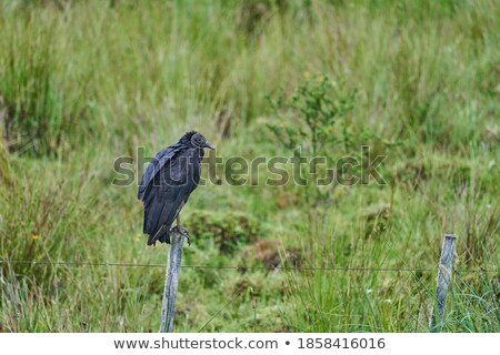 [[stock_photo]]: Vulture On The Pole