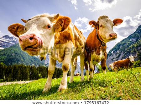 Stock fotó: Cow In Mountains In Summer