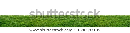 Imagine de stoc: Fresh Grass Isolated On White