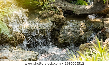 Сток-фото: Small Lake In Tropical Thicket