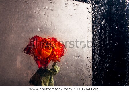 Сток-фото: Bouquet Of Red Roses On The Background Of A Window With Raindrop