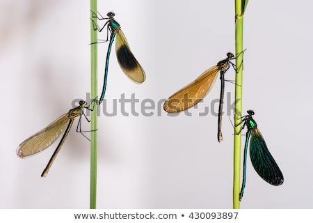 Stock fotó: Banded Demoiselle Calopteryx Splendens