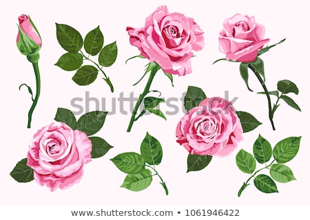 Border Of Red And Pink Roses [[stock_photo]] © TasiPas