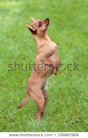 Foto stock: Typical Prague Rat Hunter On A Green Grass Lawn