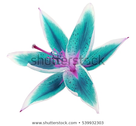 Stock photo: Colorful Bouquet Of Flowers In Turquoise Box