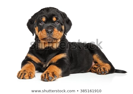 Stock fotó: Puppy Rottweiler In Studio