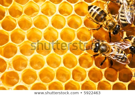 Foto d'archivio: Close Up View Of The Working Bees On Honey Cells Fresh Honey In Comb And Working Bees