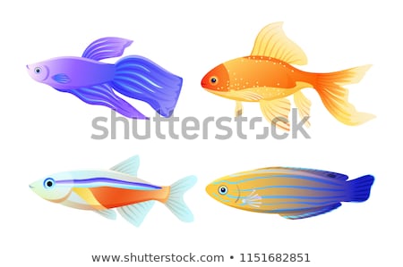 Stock photo: Blue Striped Tamarin And Betta Vector Illustration