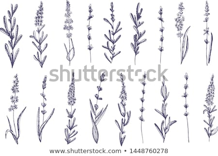 Stock photo: Lavender Summer Field