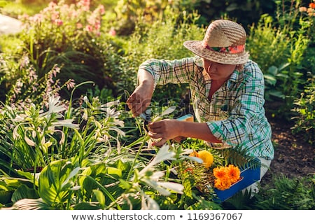 Stok fotoğraf: Senior Woman With Garden Pruner And Flowers