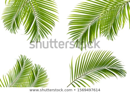 Stock fotó: Coconut Palm Leaves
