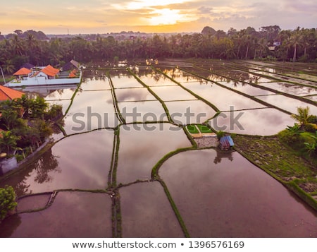 Foto stock: The Rice Fields Are Flooded With Water Flooded Rice Paddies Agronomic Methods Of Growing Rice In T