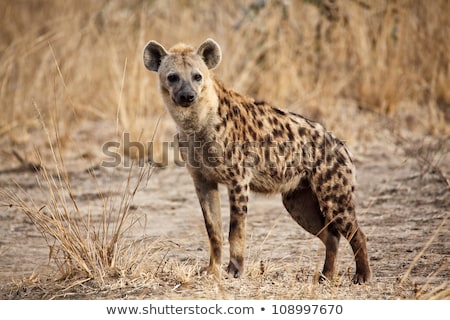 Stockfoto: Spotted Hyena