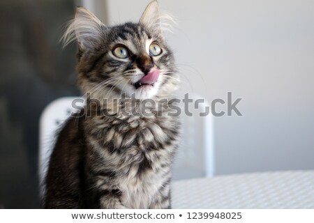 [[stock_photo]]: Pretty Grey Kitty Licking Its Mouth