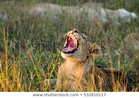 Stock fotó: A Young Lion Cub Laying In The Kruger