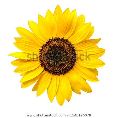 ストックフォト: Sunflowers On White
