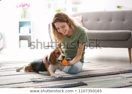 [[stock_photo]]: An Adorable Beagle Playing With Clothes