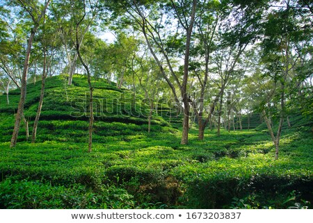 Stockfoto: Tea Plantations And River In Hills