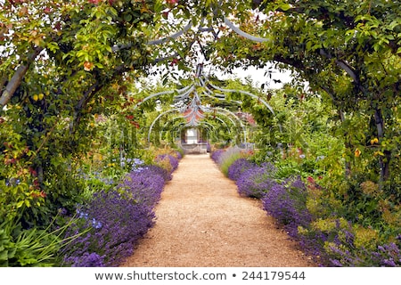 Stock foto: Garden Path With English Lavender Flowers