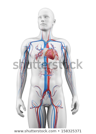 Foto stock: 3d Rendered Illustration Of The Human Vascular System