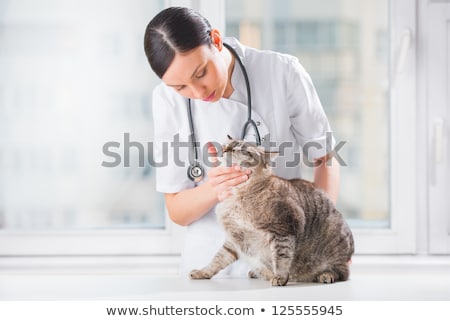 Zdjęcia stock: Veterinarian Examining Teeth Of A Cat While Doing Checkup At Cli