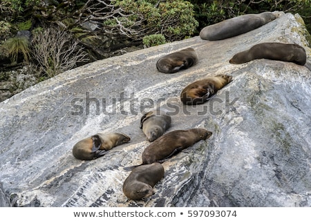 Stock photo: Young Fur Seals Basking In The Sun